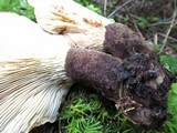 Tapinella atrotomentosa image