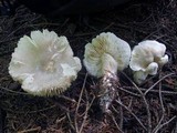 Tricholoma inamoenum image
