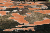 Peniophora incarnata image