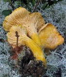 Cantharellus roseocanus image