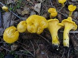 Cantharellus roseocanus image