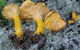 Cantharellus roseocanus image