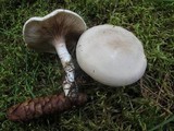 Clitopilus prunulus image