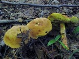 Boletus subglabripes image