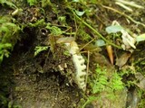 Eryniopsis caroliniana image