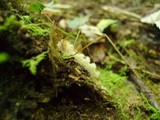 Eryniopsis caroliniana image