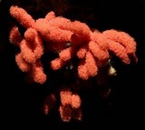 Arcyria denudata image