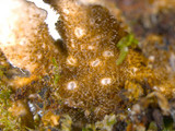 Sticta beauvoisii image