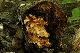 Inonotus glomeratus image