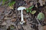 Amanita brunnescens var. pallida image