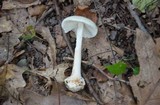 Amanita brunnescens var. pallida image