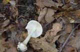 Amanita brunnescens var. pallida image