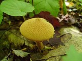 Cystoderma amianthinum image