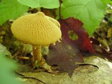 Cystoderma amianthinum image