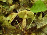 Cystoderma amianthinum image