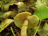 Cystoderma amianthinum image