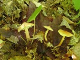 Cystoderma amianthinum image