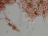 Gymnopilus braendlei image
