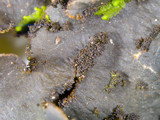 Sticta beauvoisii image