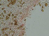 Gymnopilus braendlei image