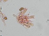 Gymnopilus braendlei image