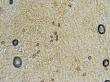 Gymnopilus braendlei image