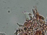 Gymnopilus braendlei image
