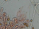 Gymnopilus braendlei image