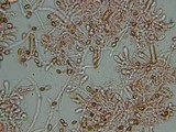 Gymnopilus braendlei image