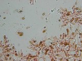 Gymnopilus braendlei image