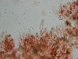 Gymnopilus braendlei image