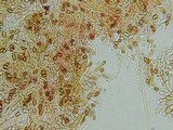 Gymnopilus braendlei image