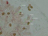 Gymnopilus braendlei image