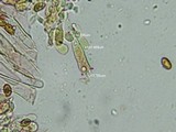 Gymnopilus braendlei image