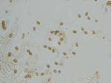 Gymnopilus braendlei image