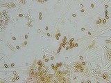 Gymnopilus braendlei image