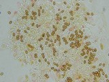 Gymnopilus braendlei image