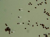 Gymnopilus braendlei image