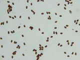 Gymnopilus braendlei image