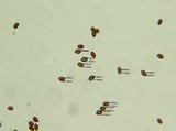 Gymnopilus braendlei image