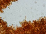 Gymnopilus braendlei image