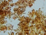 Gymnopilus braendlei image