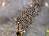 Sticta beauvoisii image