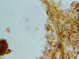 Gymnopilus braendlei image