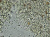 Gymnopilus braendlei image
