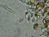 Gymnopilus braendlei image