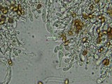 Gymnopilus braendlei image