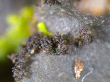 Sticta beauvoisii image