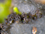 Sticta beauvoisii image