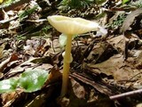 Amanita praecox image